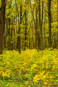 美丽的橙色秋天森林与树叶的照片