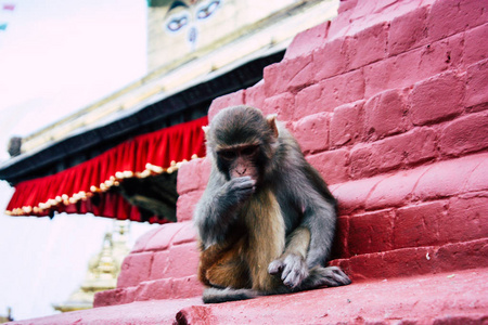 加德满都尼泊尔2018年8月23日晚上在加德满都 Swayambhunath 地区猴庙的猴子观