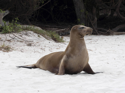 雌性海狮, Zalophus californianus wollebaeki, 海滩上, 圣 Cristobal, 加拉帕戈斯