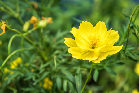 关闭了黄波斯菊花园里的花