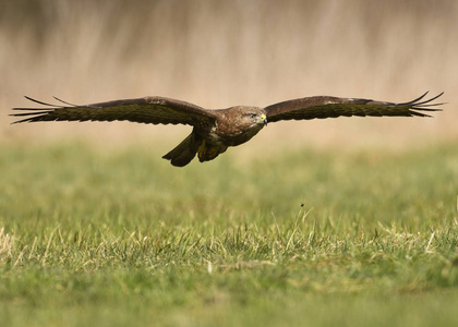 自然栖息地的常见秃鹰