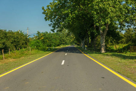 绿草树公路沥青路