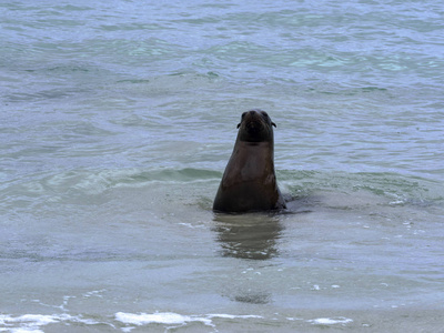 雄海狮, Zalophus californianus wollebaeki, 观赏他的后宫, 圣 Cristobal, 加拉帕