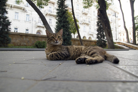 猫, 动物, 城市