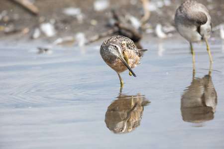 加拿大不列颠哥伦比亚省的长嘴 dowitcher 鸟