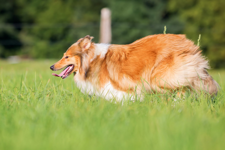 牧羊犬在草地上运行