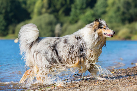 在湖的牧羊犬