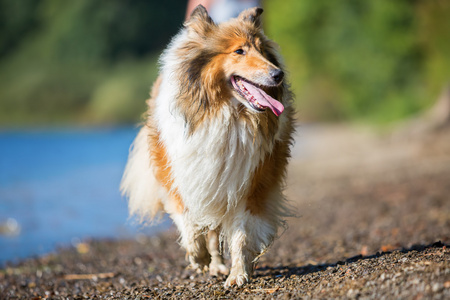 在湖的牧羊犬