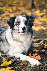 在户外在秋天公园的边境牧羊犬