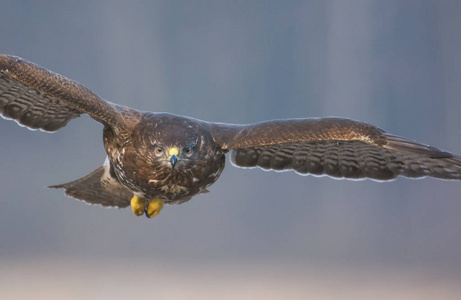 在自然栖息地飞行的普通秃鹰图片