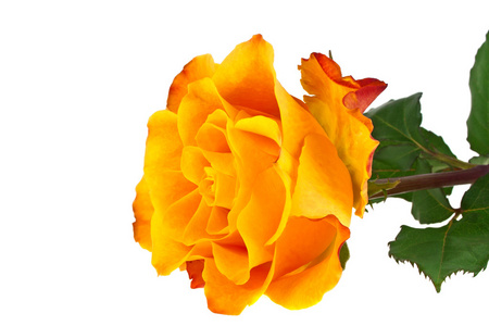 孤立在白色背景上的橙色玫瑰