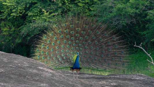 在雅拉国家公园跳舞，弹一下尾巴的孔雀