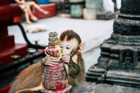 加德满都尼泊尔2018年8月23日晚上在加德满都 Swayambhunath 地区猴庙的猴子观
