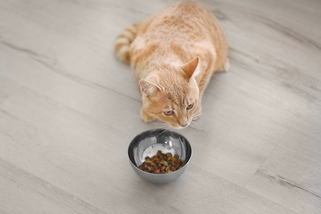 可爱的猫咪吃从地板上碗