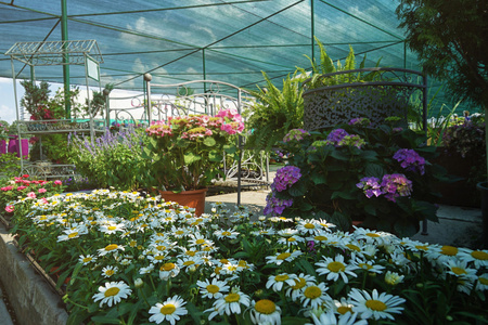 schne Blumen in Tpfen