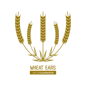 小麦的耳朵设计 农场和农业概念 ve