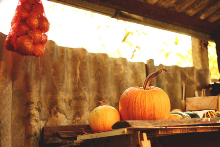 秋天在谷仓的架子上成熟的南瓜