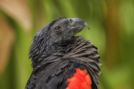 Pesquet 的鹦鹉Psittrichas fulgidus, 大黑和红鹦鹉从新几内亚森林和林地
