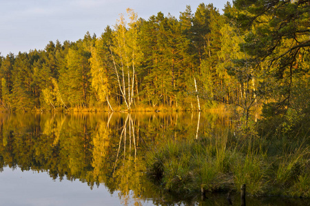 森林湖 melnezers 以反射树在 kemeri 国家公园, 拉脱维亚