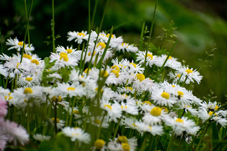 菊花花野生甘菊。花园里的白雏菊。Bellis perennis