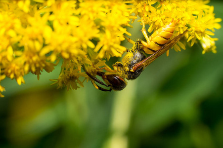蜜蜂微距花