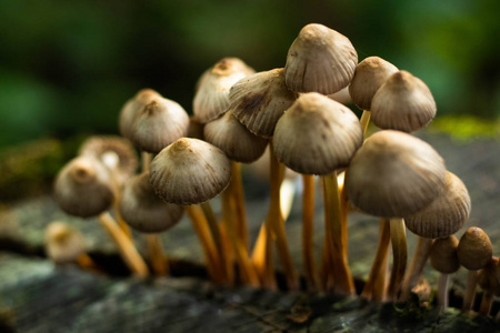 蘑菇在森林自然