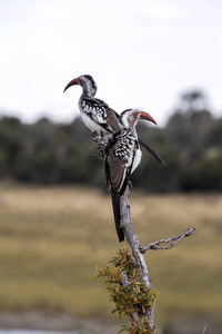 博茨瓦纳 Makgadikgadi 国家公园水塘河 Tockus erythrorhynchus 红嘴犀鸟