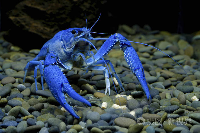 水族馆里的蓝色小龙虾