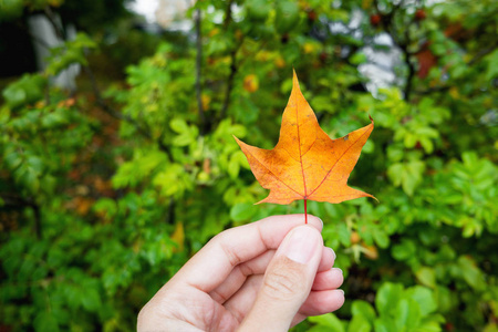 手上有明亮的橘色枫叶。自然秋天的背景。秋季季节标志