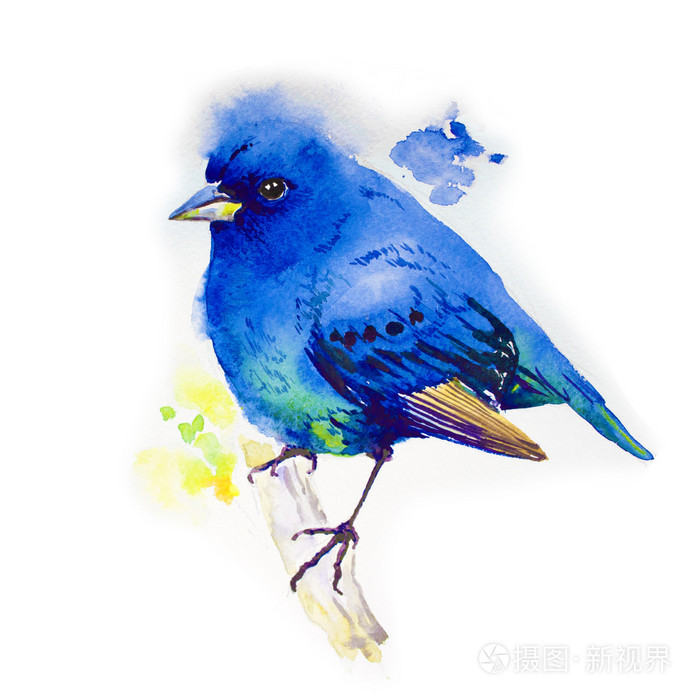水彩蓝知更鸟在分支手绘插图孤立在白色背景上