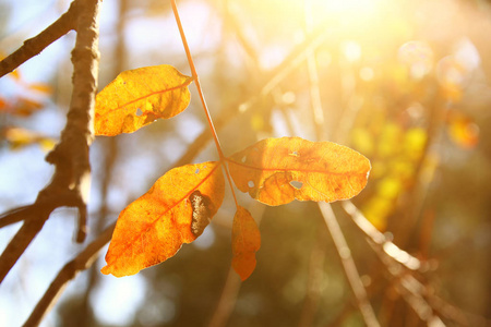 秋叶在树上阳光明媚的晨光中
