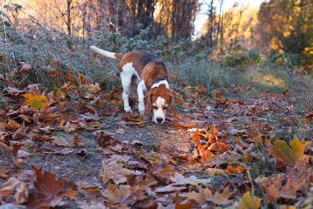 小猎犬号在上午早在秋天的树林