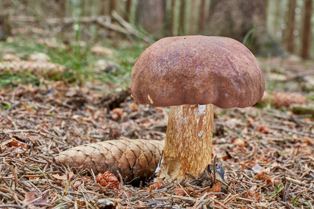 Imleria 巴迪亚食用菌。真菌在自然环境中。英语 湾 bolete