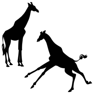 黑色的剪影站立和奔跑长颈鹿被隔绝在白色背景。矢量插画 Eps 8