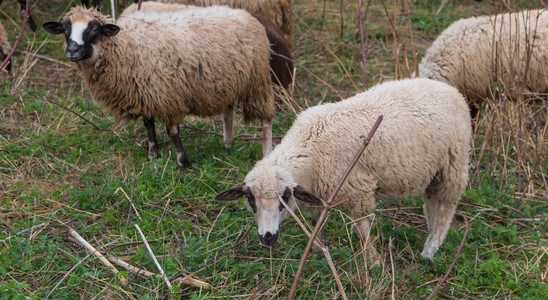群羊吃草