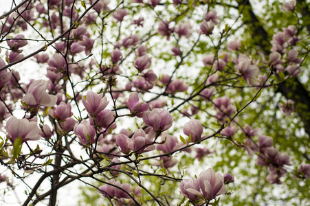 粉红色盛开的木兰的特写视图。美丽的春天绽放为玉兰郁金香树粉红色的花