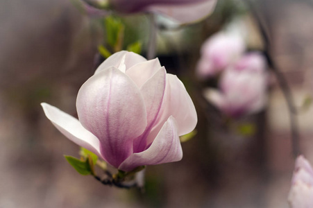粉红色盛开的木兰的特写视图。美丽的春天绽放为玉兰郁金香树粉红色的花