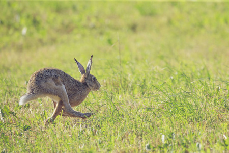 灰色野兔跳跃在绿色草的清除