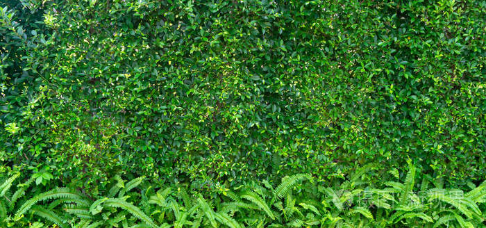 榕泰勒或榕树叶的绿叶背景