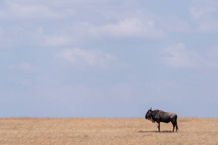 蓝角羚站在靠近地平线的大草原上