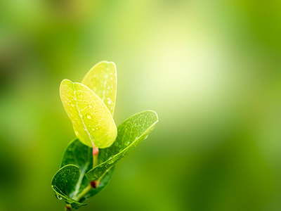 花园中自然背景模糊的特写绿叶