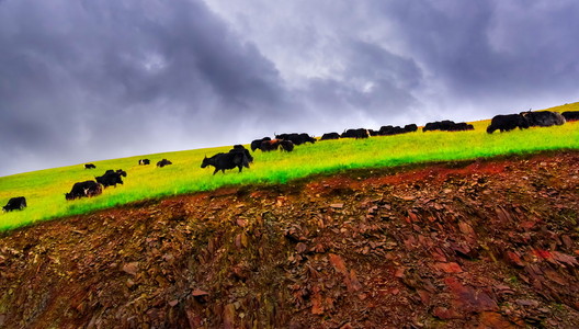 在字段与山麓至后面他们水牛，怀俄明州附近的山上放牧的奶牛