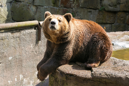 棕色的大熊