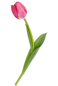 孤立在白色背景上的一个粉红色郁金香花