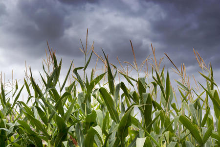 玉米地上空的暴风雨图片
