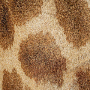 长颈鹿皮图片