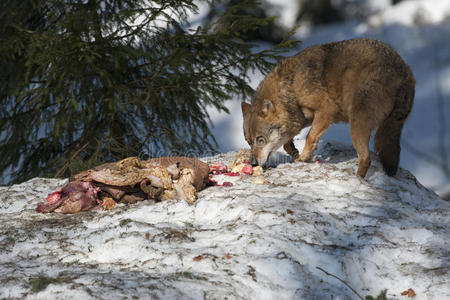 狼在雪地里吃东西