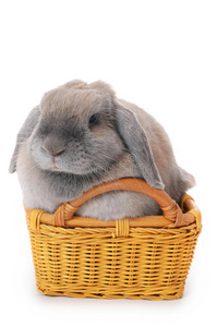 篮子里的灰兔被隔离在白色上面