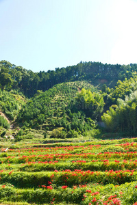 石蒜和稻田