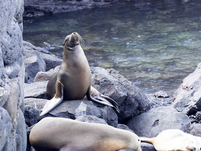 雄海狮, Zalophus californianus wollebaeki, 观赏他的后宫, 圣 Cristobal, 加拉帕